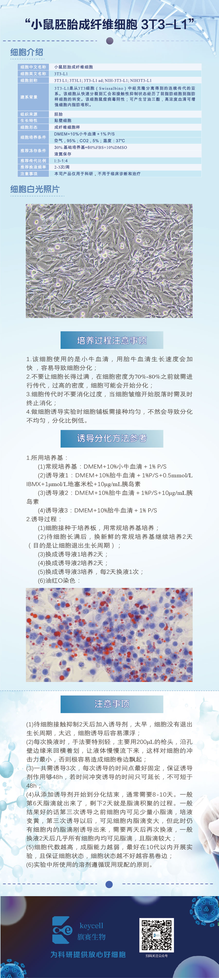 小鼠胚胎成纤维细胞 3T3L1”