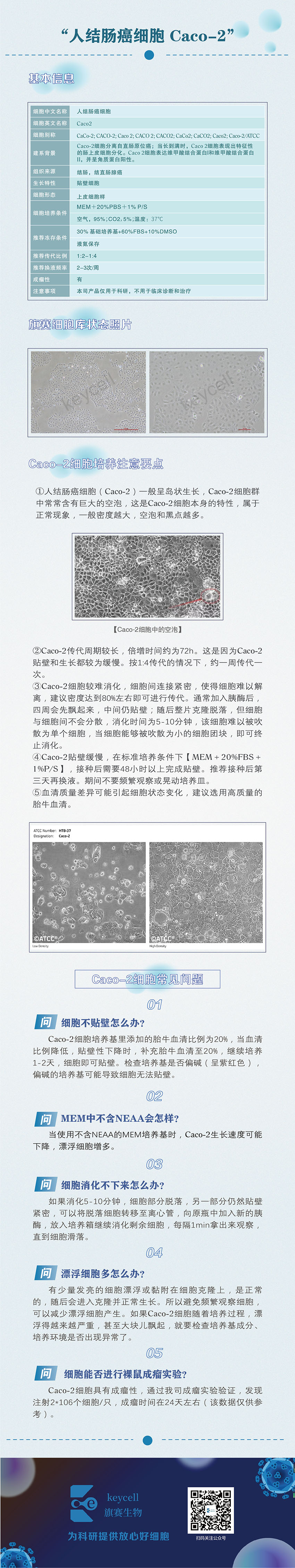 1人结肠癌细胞 Caco-2